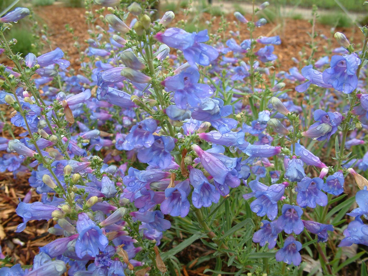 Penstemon (penstemon heterophyllus) samen for anpflanzung in home garten