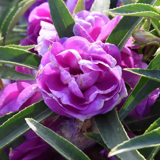 Violett Kamelie Blumensamen zur Aussaat Schnitt Blume beliebt Traditionssorte & ohne Gentechnik Samen Hausgarten