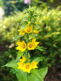 Gelb Lysimachia Punctata Blumensamen zur Aussaat Halbschatten verträglich Traditionssorte & ohne Gentechnik Samen Hausgarten