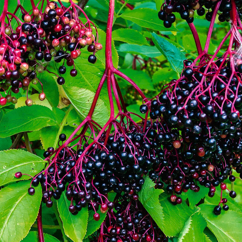 Sambucus nigr Samen für einfaches Anpflanzen