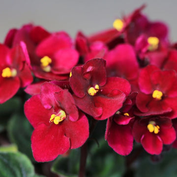 African violet rot blume samen for unique ground cover | exotic blooms