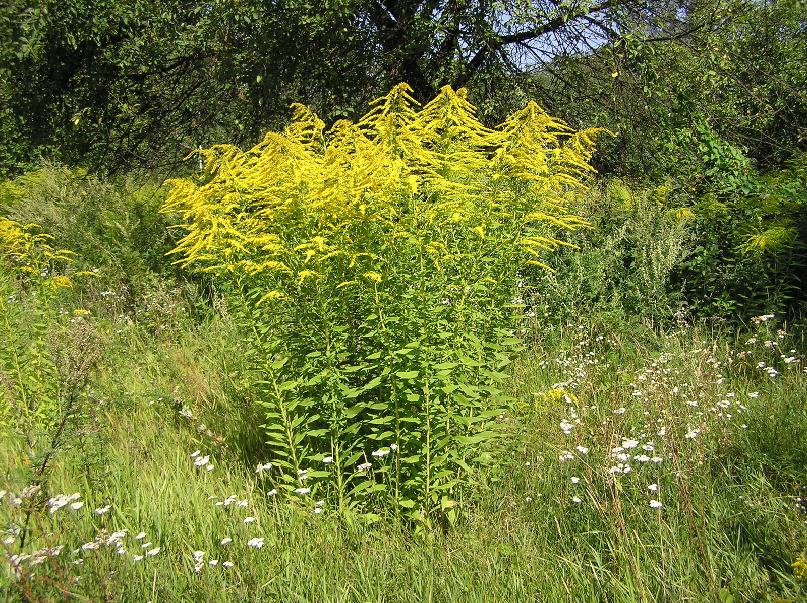 Solidago Canadensis Blumensamen zur Aussaat saisonal Dauerblüher Traditionssorte & ohne Gentechnik Samen Hausgarten