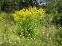 Solidago Canadensis Blumensamen zur Aussaat saisonal Dauerblüher Traditionssorte & ohne Gentechnik Samen Hausgarten