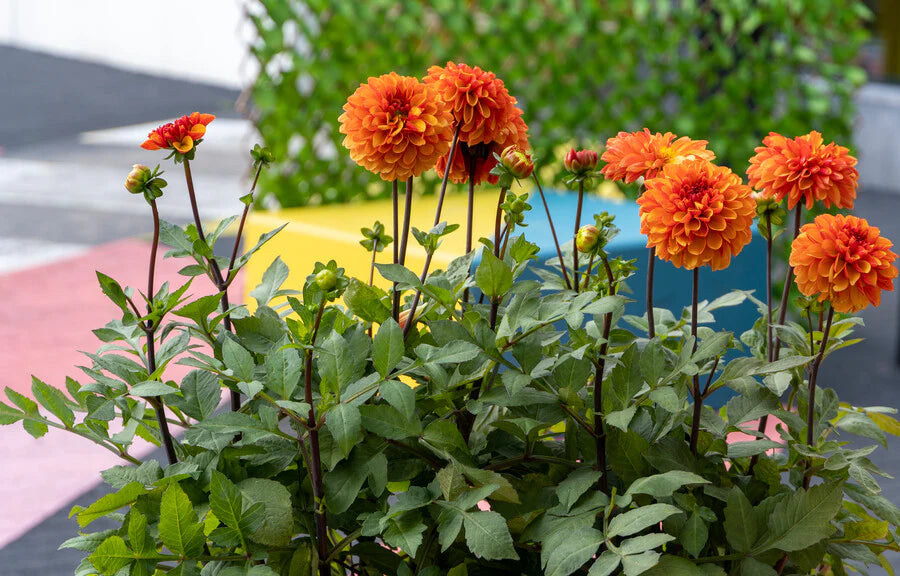 Dahlie Blumensamen zur Aussaat duftend Blüten Traditionssorte & ohne Gentechnik Samen Hausgarten