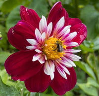 Night Schmetterling Dahlie Blumensamen zur Aussaat – Halbschatten verträglich – Traditionssorte & ohne Gentechnik Samen Hausgarten