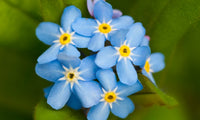 Forget Me Not Blumensamen zur Aussaat robust Sorte Traditionssorte & ohne Gentechnik Samen Hausgarten