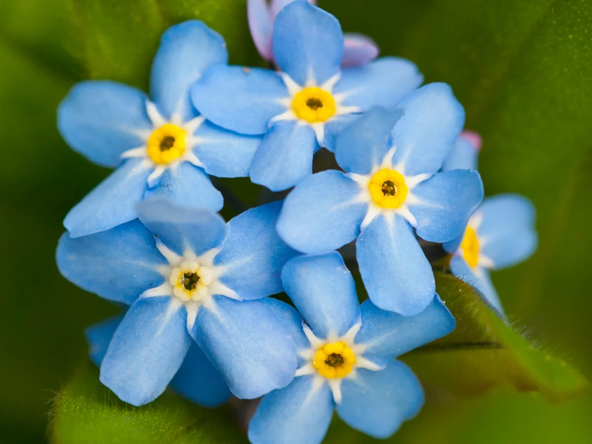 Blau Myosotis Blumensamen zur Aussaat pflegeleicht Traditionssorte & ohne Gentechnik Samen Hausgarten