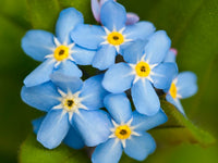 Blau Myosotis Blumensamen zur Aussaat pflegeleicht Traditionssorte & ohne Gentechnik Samen Hausgarten