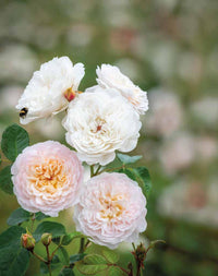 Juliet Blume Samen zur Aussaat leuchtend Blüten – ideal für Ihren Garten