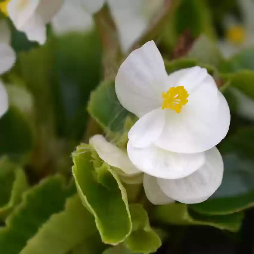 Begonia weiß blume samen for anpflanzung - wildflower mix, heirloom & gmo free samen for home garten
 
 sale samen for anpflanzung in home garten