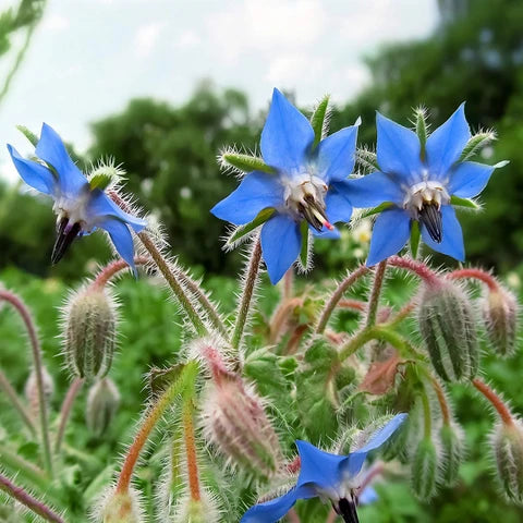 Borage Blumensamen zur Aussaat Wildblume Mischung Traditionssorte & ohne Gentechnik Samen Hausgarten
