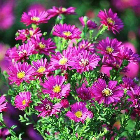 Dutch Chrysantheme Blumensamen zur Aussaat – ideal Rabatten – Traditionssorte & ohne Gentechnik Samen Hausgarten