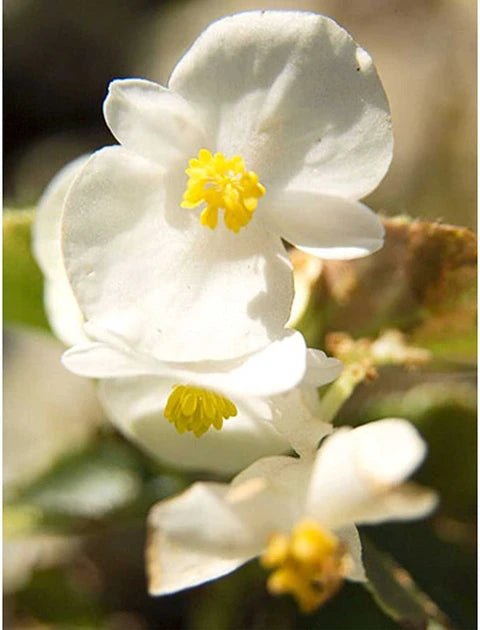 Fibrous Begonie Blumensamen zur Aussaat – Garten beliebt – Traditionssorte & ohne Gentechnik Samen Hausgarten