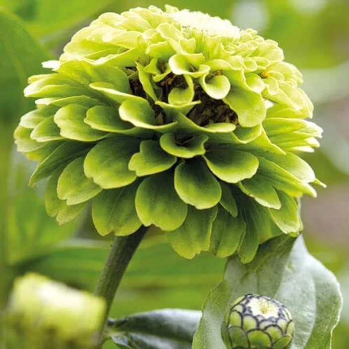 Grün und Weiß Chrysantheme Blumensamen zur Aussaat