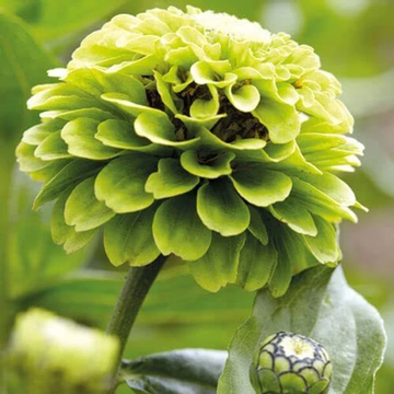 Grün und Weiß Chrysantheme Blumensamen zur Aussaat