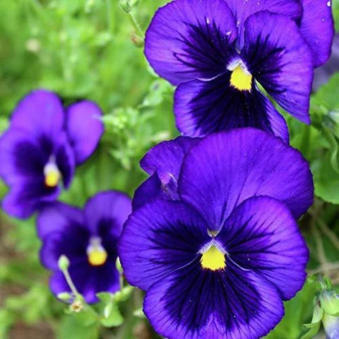Deepblue Stiefmütterchen Blumensamen zur Aussaat – duftend Blüten – Traditionssorte & ohne Gentechnik Samen Hausgarten