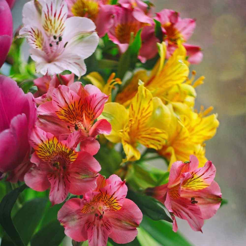 Gemischt Alstroemeria Blumensamen zur Aussaat – Halbschatten verträglich – Traditionssorte & ohne Gentechnik Samen Hausgarten