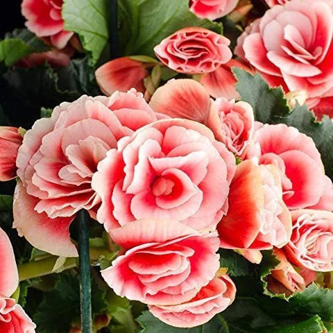 Rot Weiß Begonie Blumensamen zur Aussaat – duftend Blüten – Traditionssorte & ohne Gentechnik Samen Hausgarten