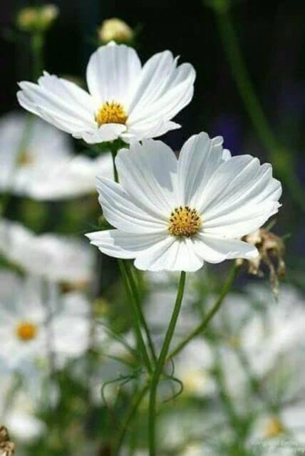 Weiß Cosmos Blumensamen zur Aussaat – sonnenliebend – Traditionssorte & ohne Gentechnik Samen Hausgarten