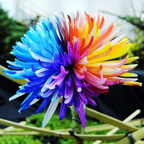 Chrysantheme Blumensamen Gardening & Aussaat – Blüten