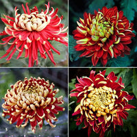 Gelb Rot Chrysantheme Blumensamen zur Aussaat – saisonal Dauerblüher – Traditionssorte & ohne Gentechnik Samen Hausgarten