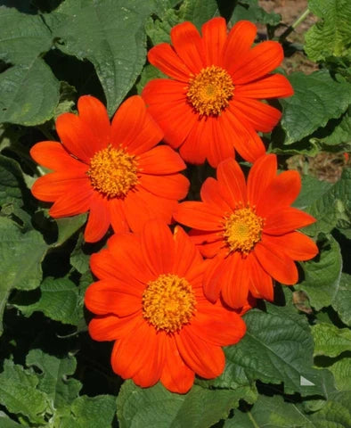 Tithonia Blumensamen zur Aussaat – robust Sorte – Traditionssorte & ohne Gentechnik Samen Hausgarten
