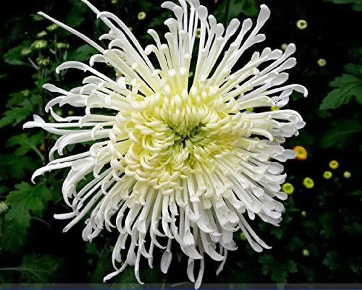 Bonsai Chrysantheme Blumensamen zur Aussaat – kompakt Wuchs – Traditionssorte & ohne Gentechnik Samen Hausgarten