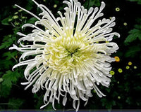 Bonsai Chrysantheme Blumensamen zur Aussaat – kompakt Wuchs – Traditionssorte & ohne Gentechnik Samen Hausgarten