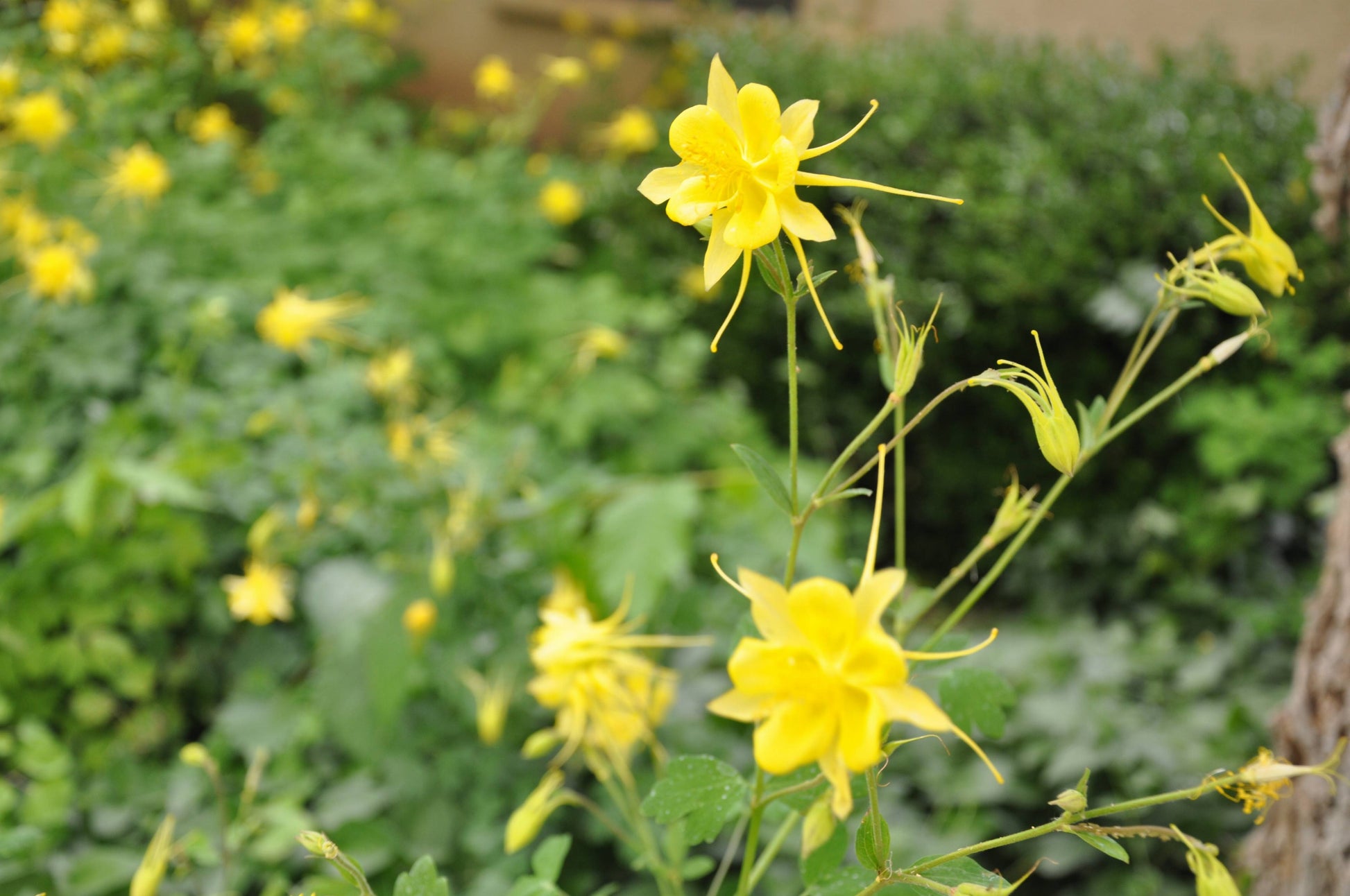 Golden Columbine Blumensamen zur Aussaat Anzucht Traditionssorte & ohne Gentechnik Samen Hausgarten