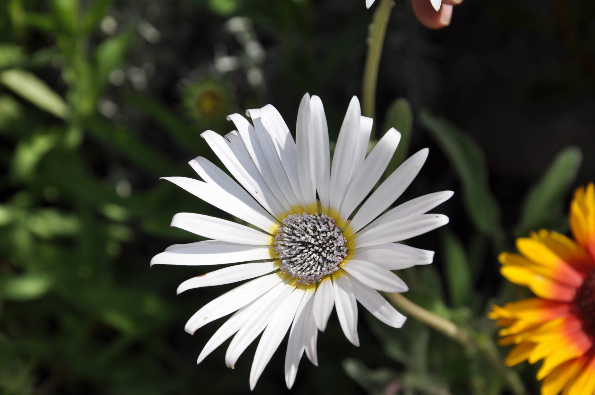 Weiß Arctotis Blumensamen zur Aussaat lang Blüte Saison Traditionssorte & ohne Gentechnik Samen Hausgarten