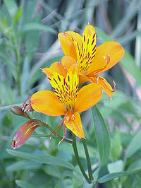 Gelb Alstroemeria Blumensamen Aussaat