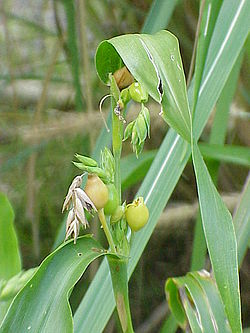 Job's Tears Grain Blumensamen zur Aussaat – ideal Rabatten – Traditionssorte & ohne Gentechnik Samen Hausgarten