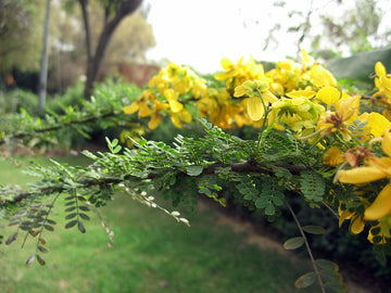 Cassia (cassia biflora) samen for anpflanzung in home garten