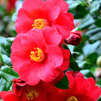 Rot Weiß Kamelie Japonica Blumensamen zur Aussaat Wildblume Mischung Traditionssorte & ohne Gentechnik Samen Hausgarten