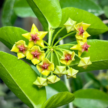 Hoya carnosa blume samen for anpflanzung - perfect for borders, heirloom & gmo free samen for home garten
 
 sale for anpflanzung in home garten