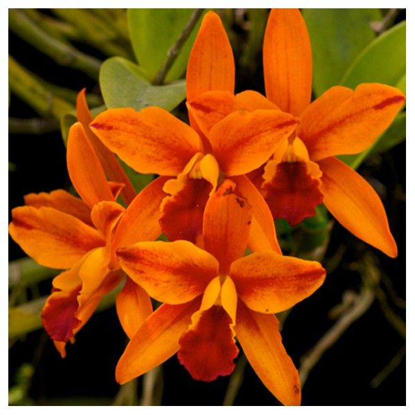 Orange Cattleya Orchidee Samen zur Aussaat Gartenblumen