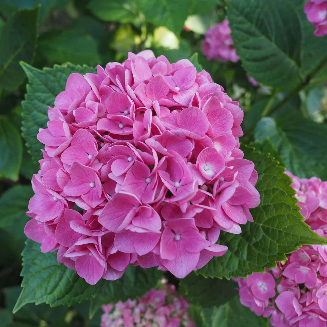 Rosa Hortensie Blumensamen zur Aussaat Drought verträglich Traditionssorte & ohne Gentechnik Samen Hausgarten
