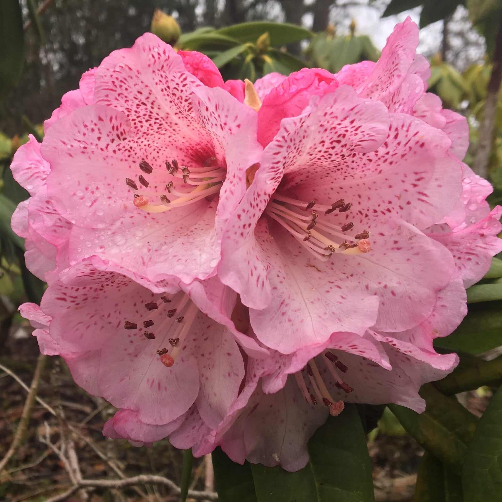 Rhododendron Blumensamen zur Aussaat Garten beliebt Traditionssorte & ohne Gentechnik Samen Hausgarten