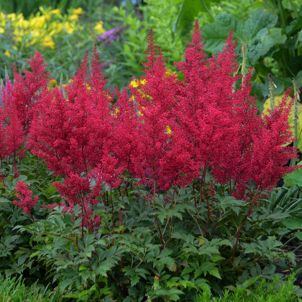 Rot Prachtspiere mehrjährig Blumensamen zur Aussaat – Bestäuber freundlich – Traditionssorte & ohne Gentechnik Samen Hausgarten