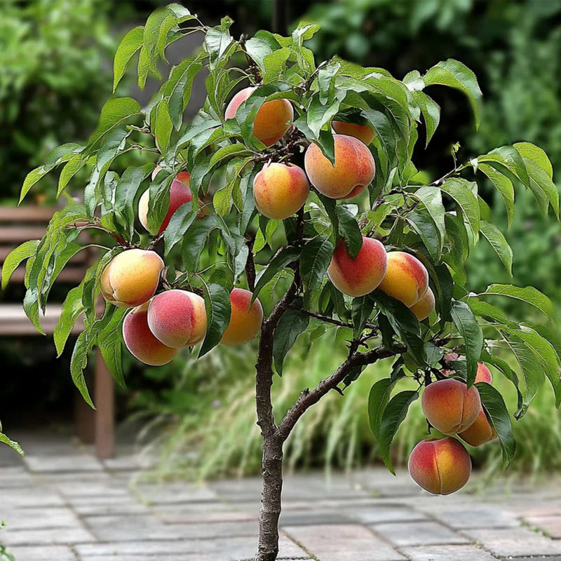 Semi da frutto di Prunus persica per una facile coltivazione