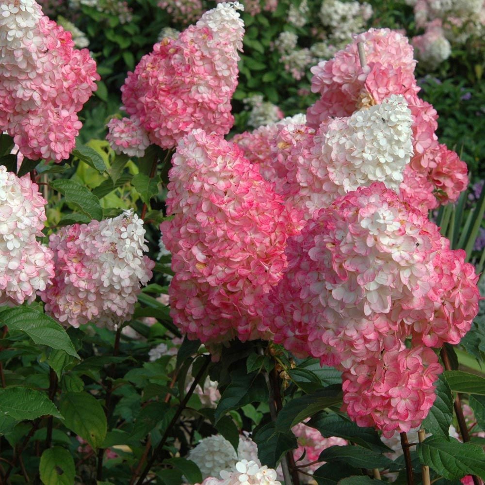 Vanilla Strawberry Hortensie Samen zur Aussaat – Blüten für Ihren Garten