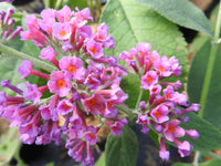 Sommerflieder Blumensamen zur Aussaat – sonnenliebend – Traditionssorte & ohne Gentechnik Samen Hausgarten