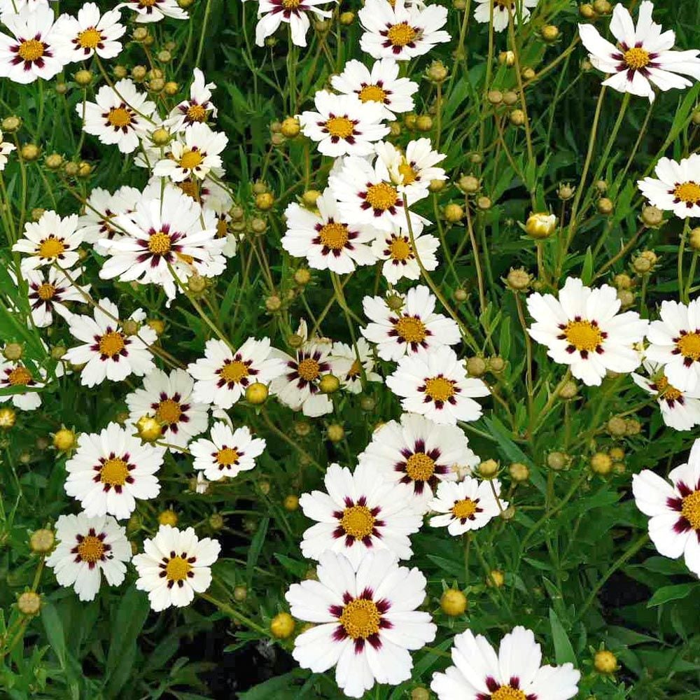 Weiß Coreopsis Blumensamen Aussaat