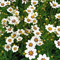 Weiß Coreopsis Blumensamen Aussaat