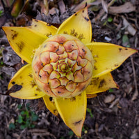 Gelb Lasiocarpa Fruit Samen zur Aussaat und Edable Growing Pflanze