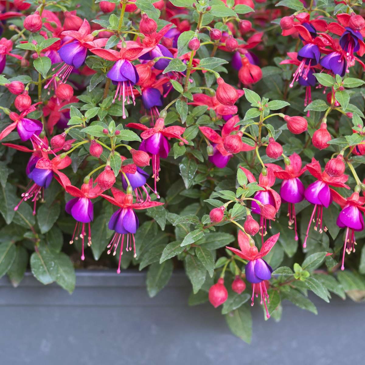Fuchsie Blumensamen zur Aussaat Landhaus Garten wichtig Traditionssorte & ohne Gentechnik Samen Hausgarten