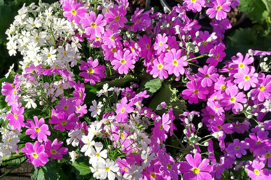 Primel Malacoides Rot Blumensamen zur Aussaat – kompakt Wuchs – Traditionssorte & ohne Gentechnik Samen Hausgarten