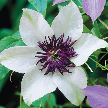 Waldrebe Blumensamen zur Aussaat Halbschatten verträglich Traditionssorte & ohne Gentechnik Samen Hausgarten