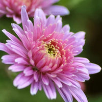 Fresh Chrysantheme Blumensamen zur Aussaat – Garten beliebt – Traditionssorte & ohne Gentechnik Samen Hausgarten