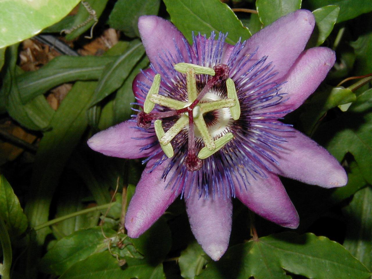 Lila Passion Blumensamen zur Aussaat – kompakt Wuchs – Traditionssorte & ohne Gentechnik Samen Hausgarten